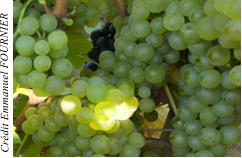 Crdit Emmanuel FOURNIER