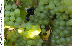 Cr�dit Emmanuel FOURNIER